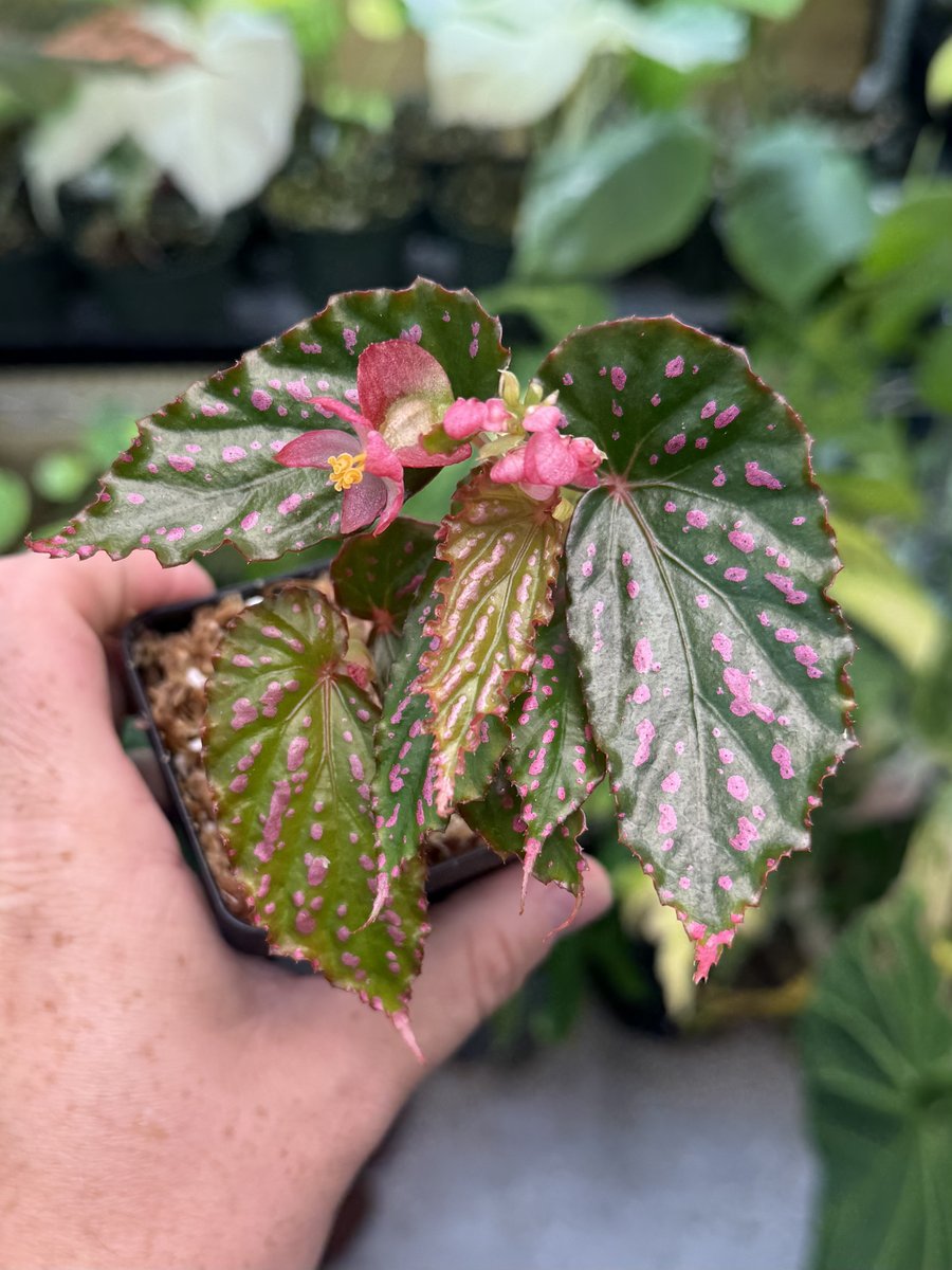 Begonia Negrosensis