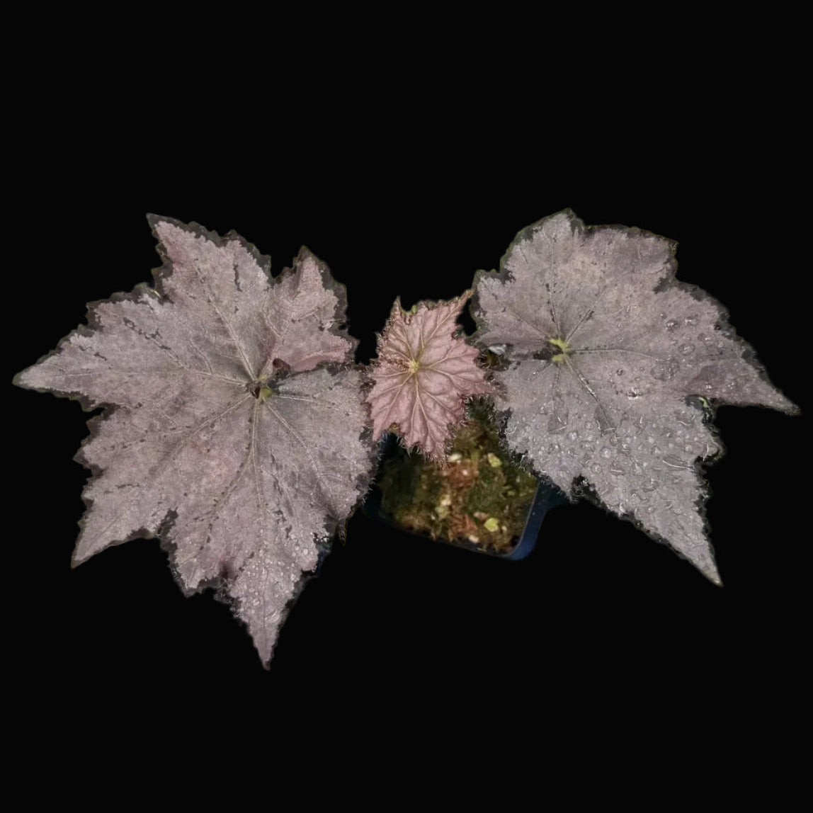Begonia Sierra Silver Mist