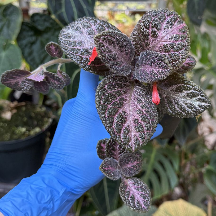 Episcia 'Antique Velvet'