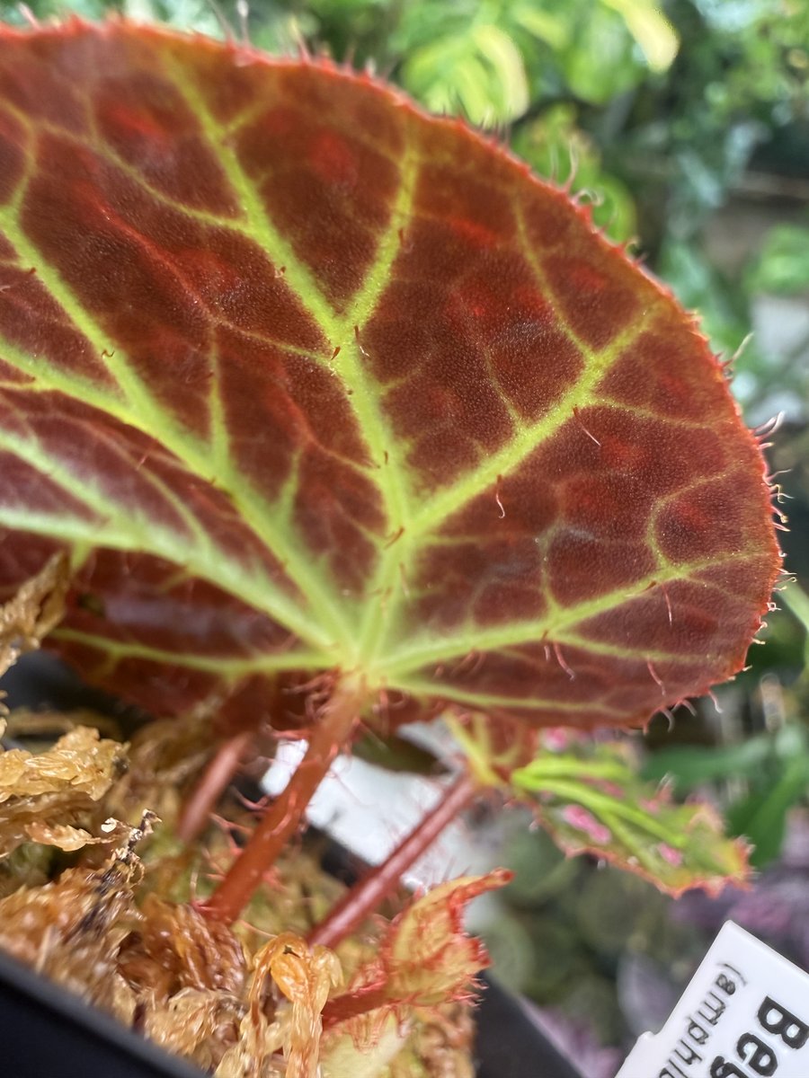 Begonia amphioxus x jiewhoei