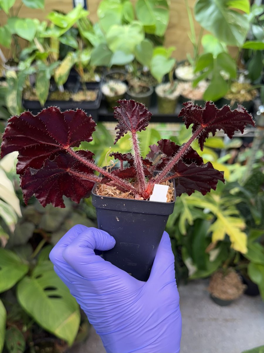 Begonia Blazing Sun