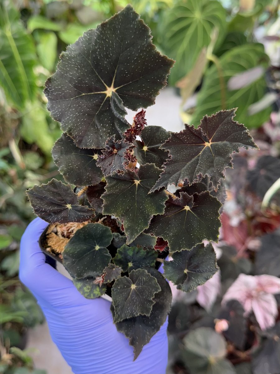 Begonia 'Black Velvet'