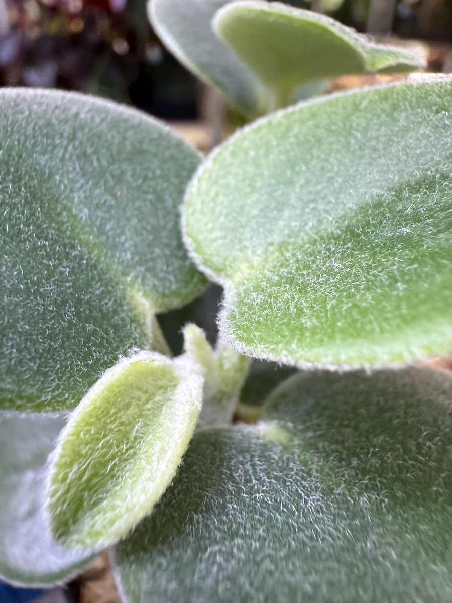 Peperomia incana