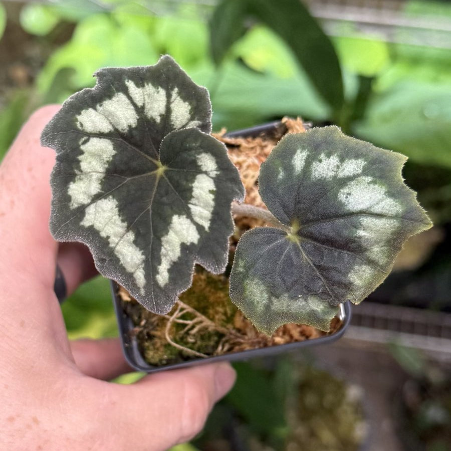 Begonia aff. palmata