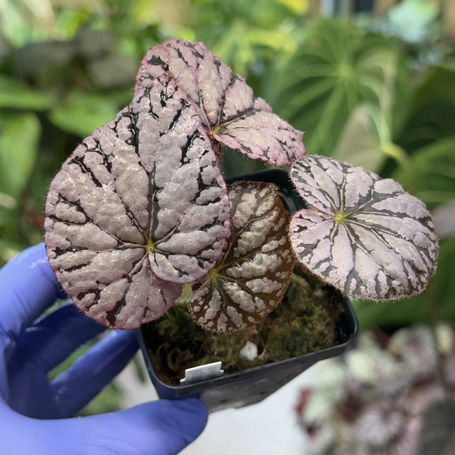 Begonia Silver Dollar