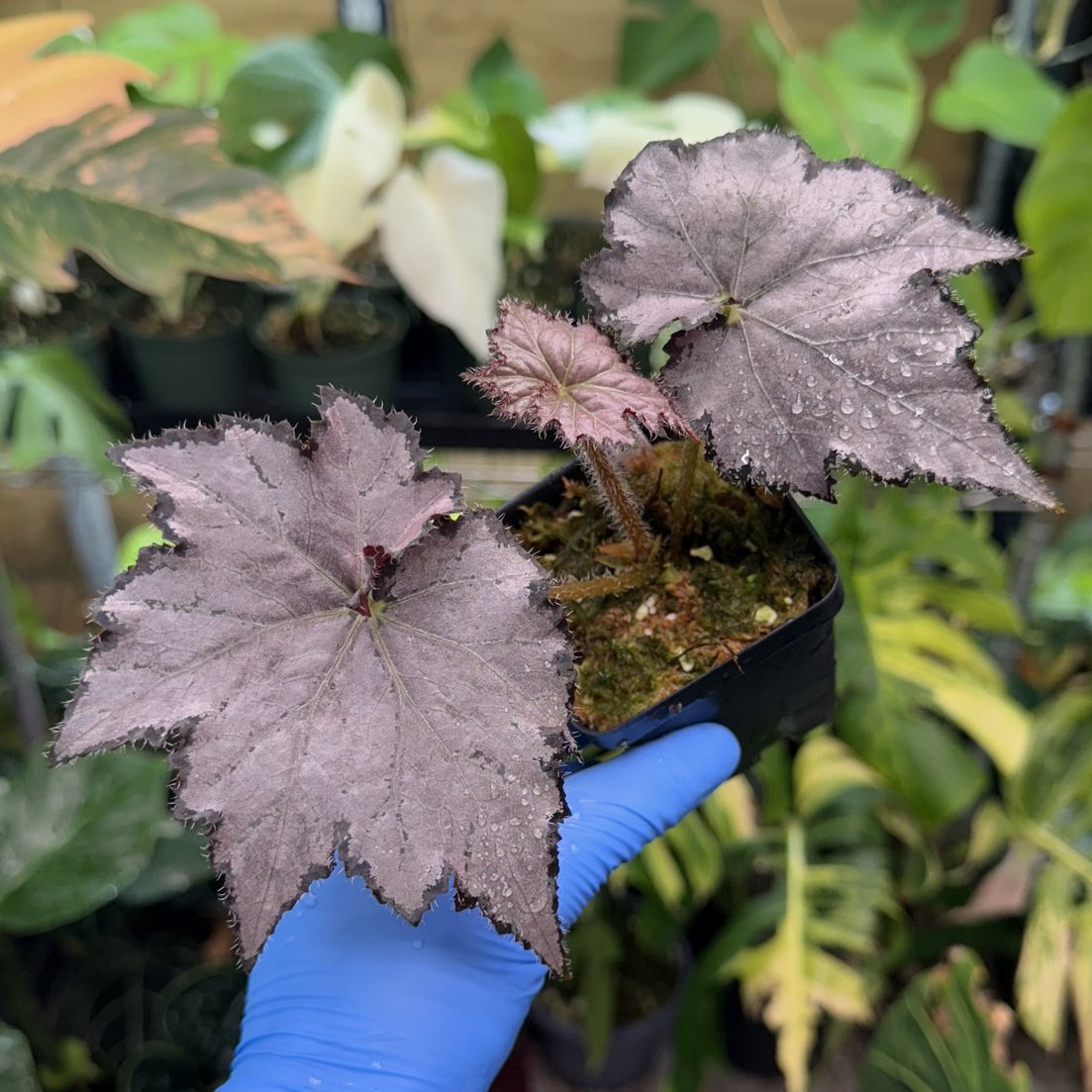 Begonia Sierra Silver Mist