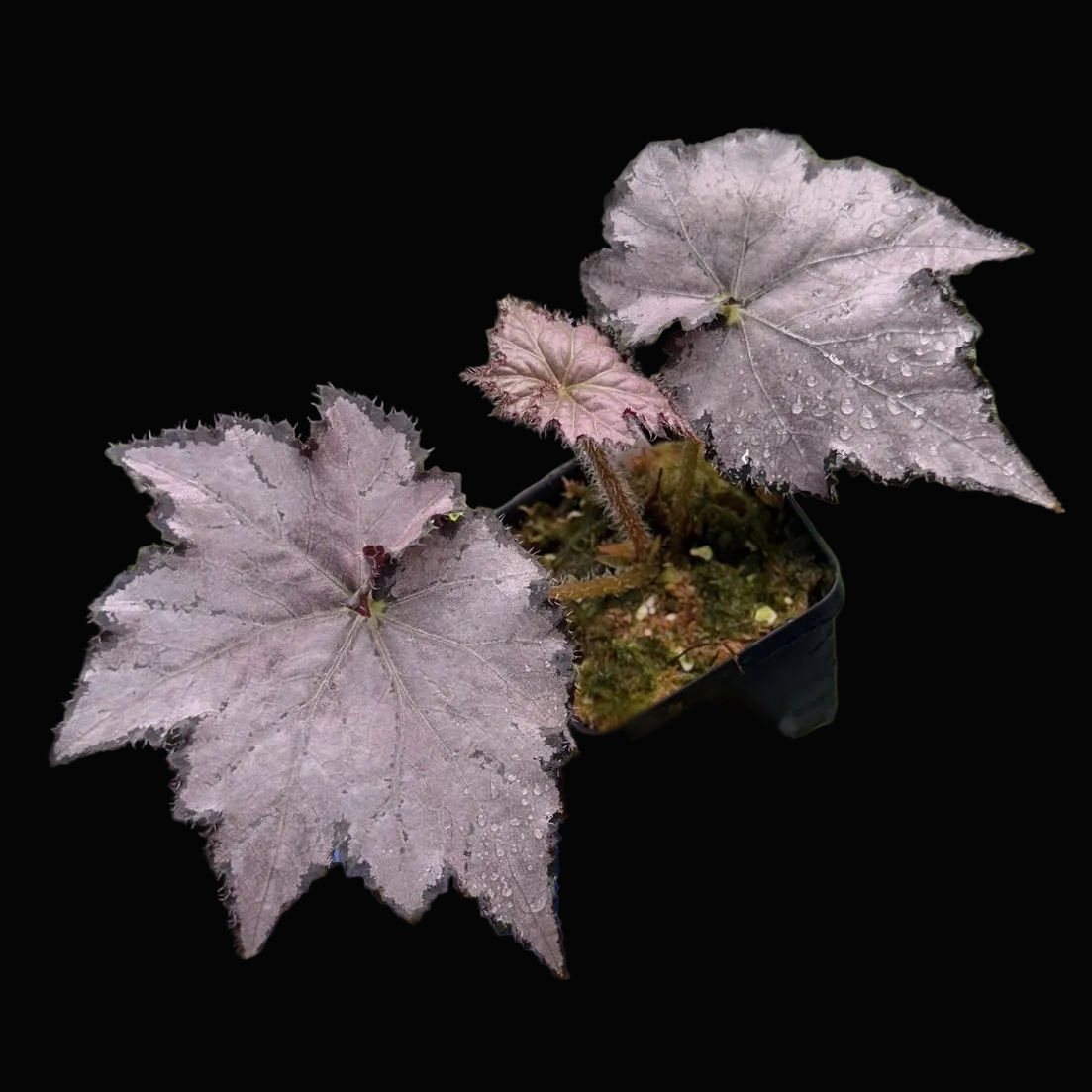 Begonia Sierra Silver Mist