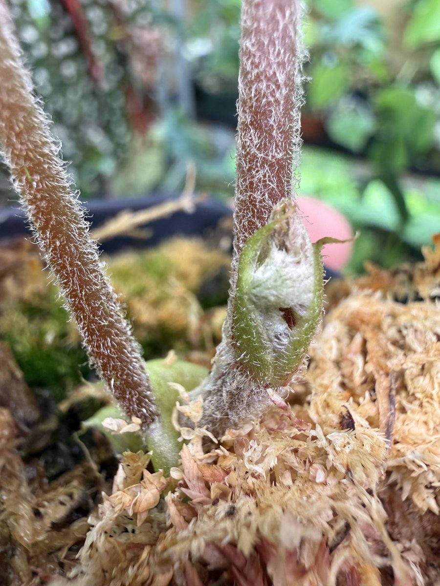 Begonia aff. palmata