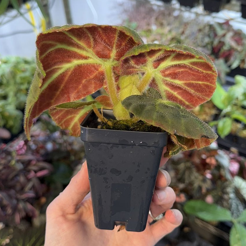 Begonia Caravan