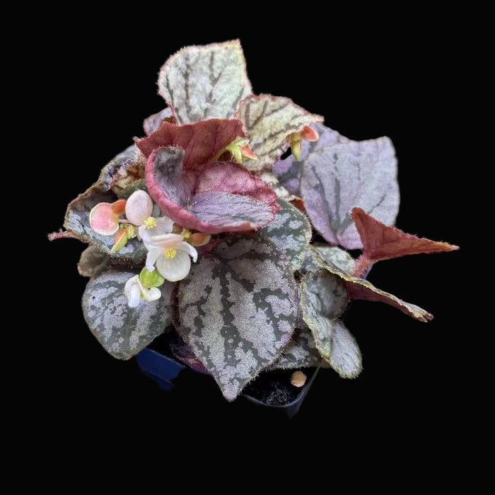 Begonia luzonensis