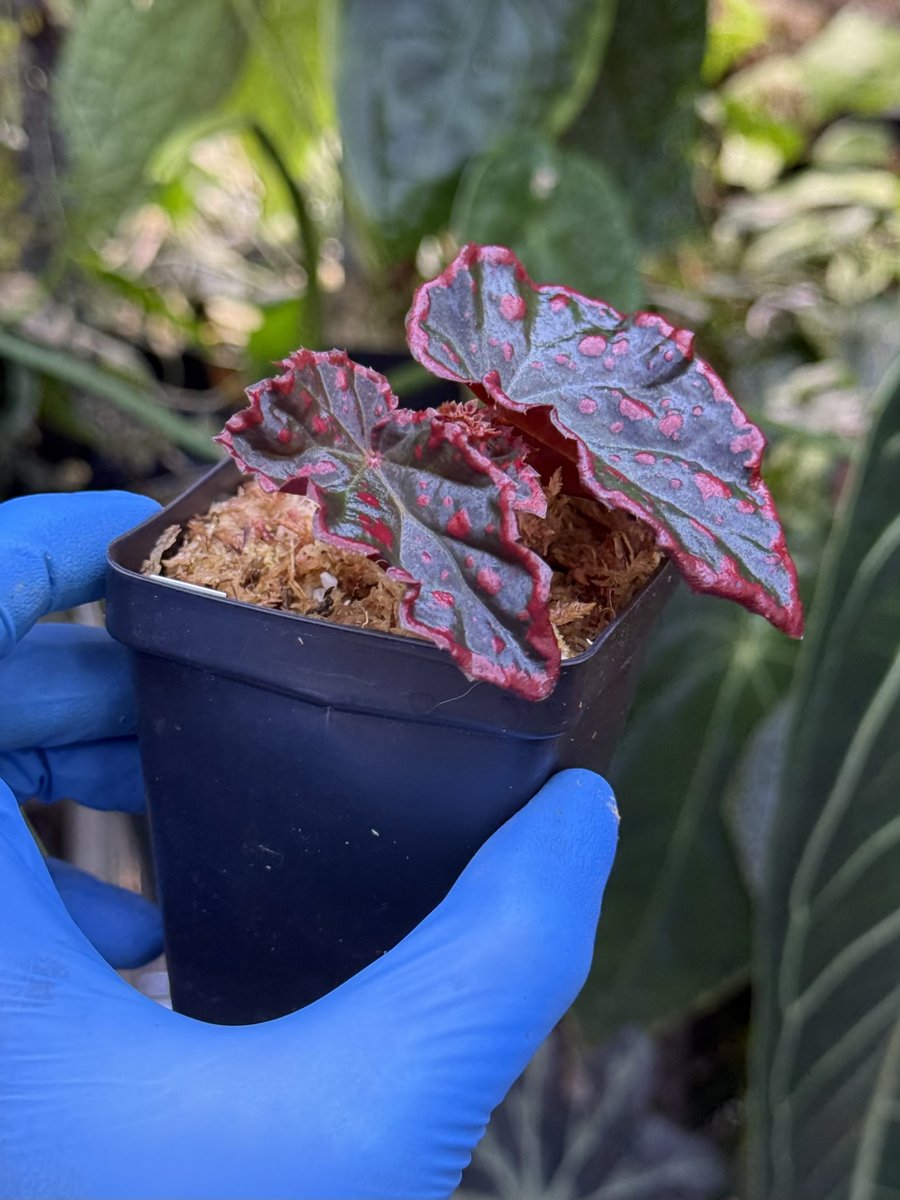 Begonia darthvaderiana x negrosensis