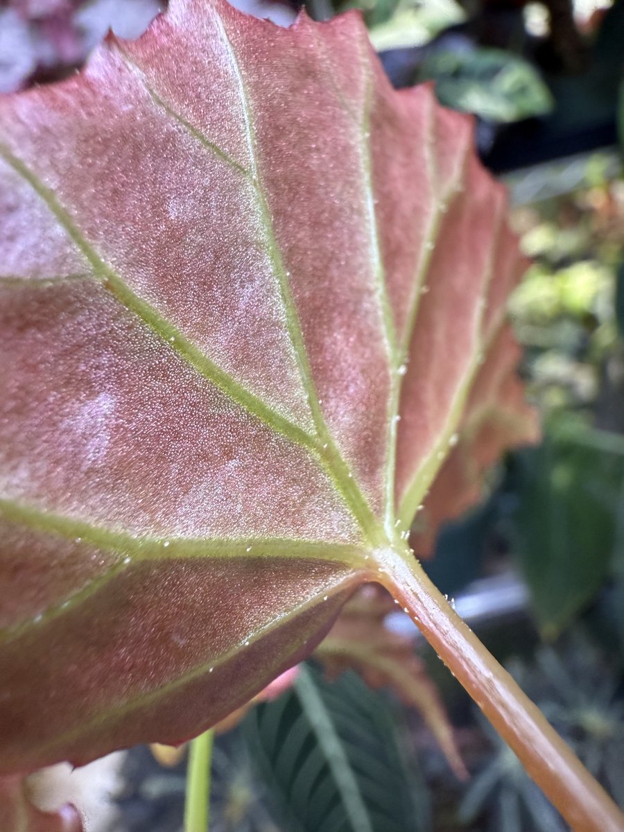 Begonia borneensis