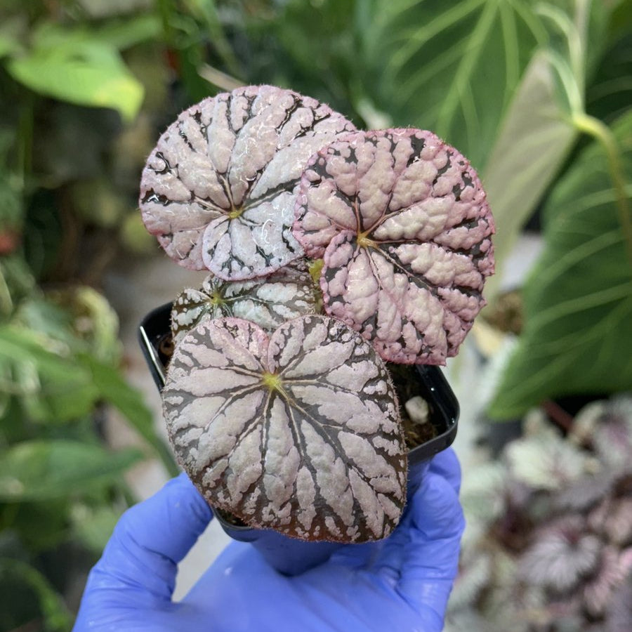 Begonia Silver Dollar
