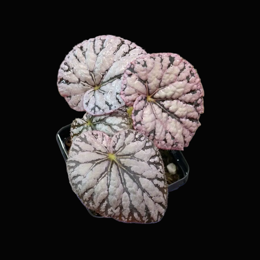 Begonia Silver Dollar