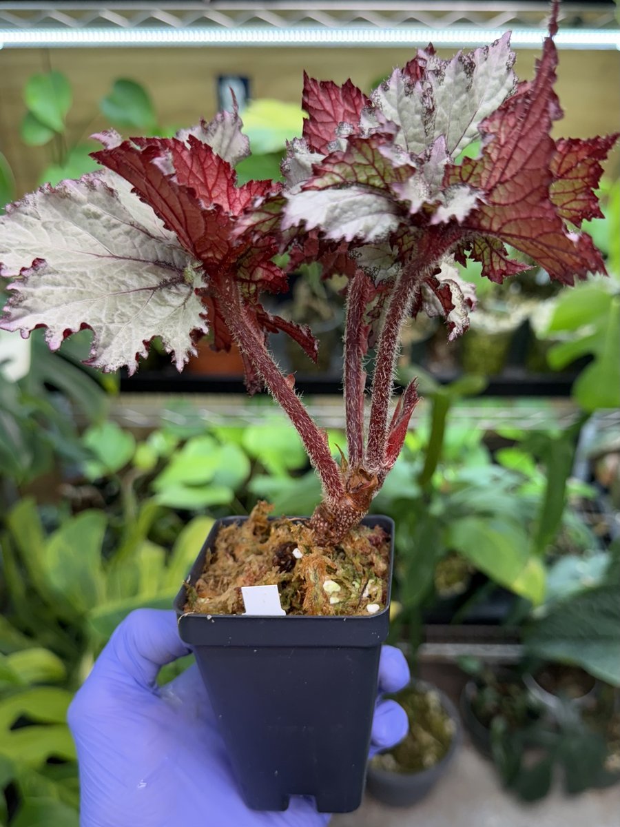 Begonia '50 Shades of Gray'