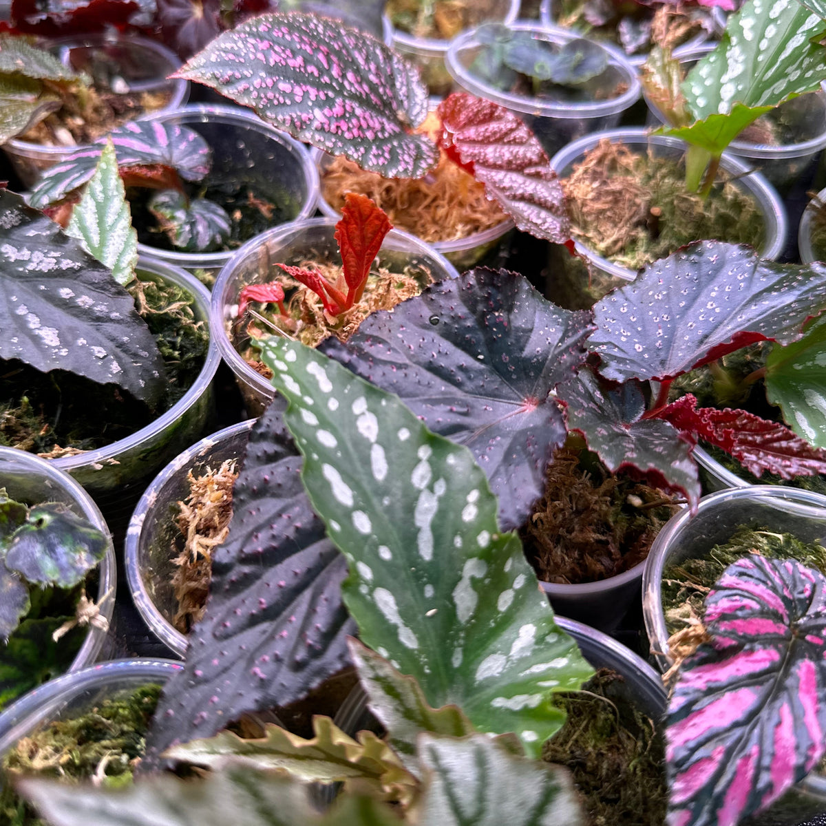 Begonia Babies Freshly Rooted Random Selection of Angel Wing, Rex, Cane-Like Begonias