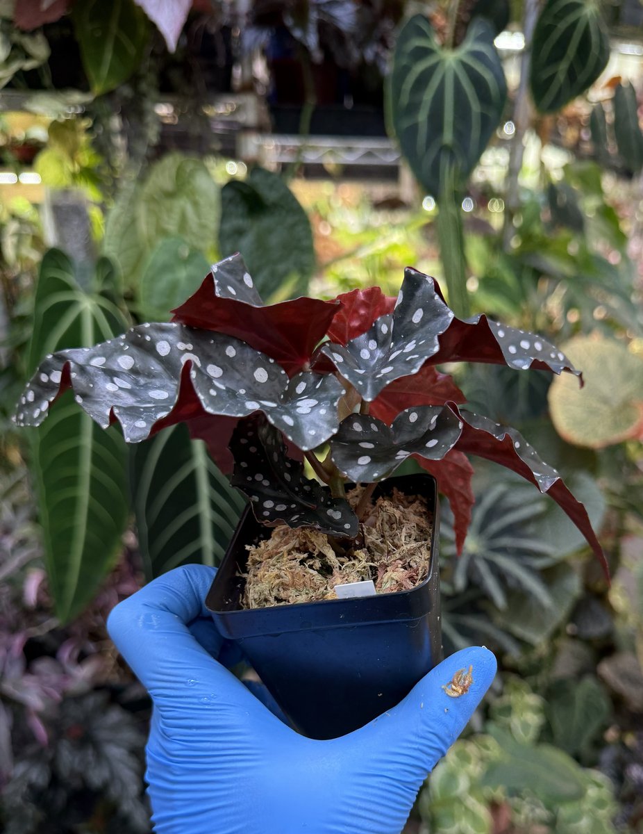 Begonia Black Forest