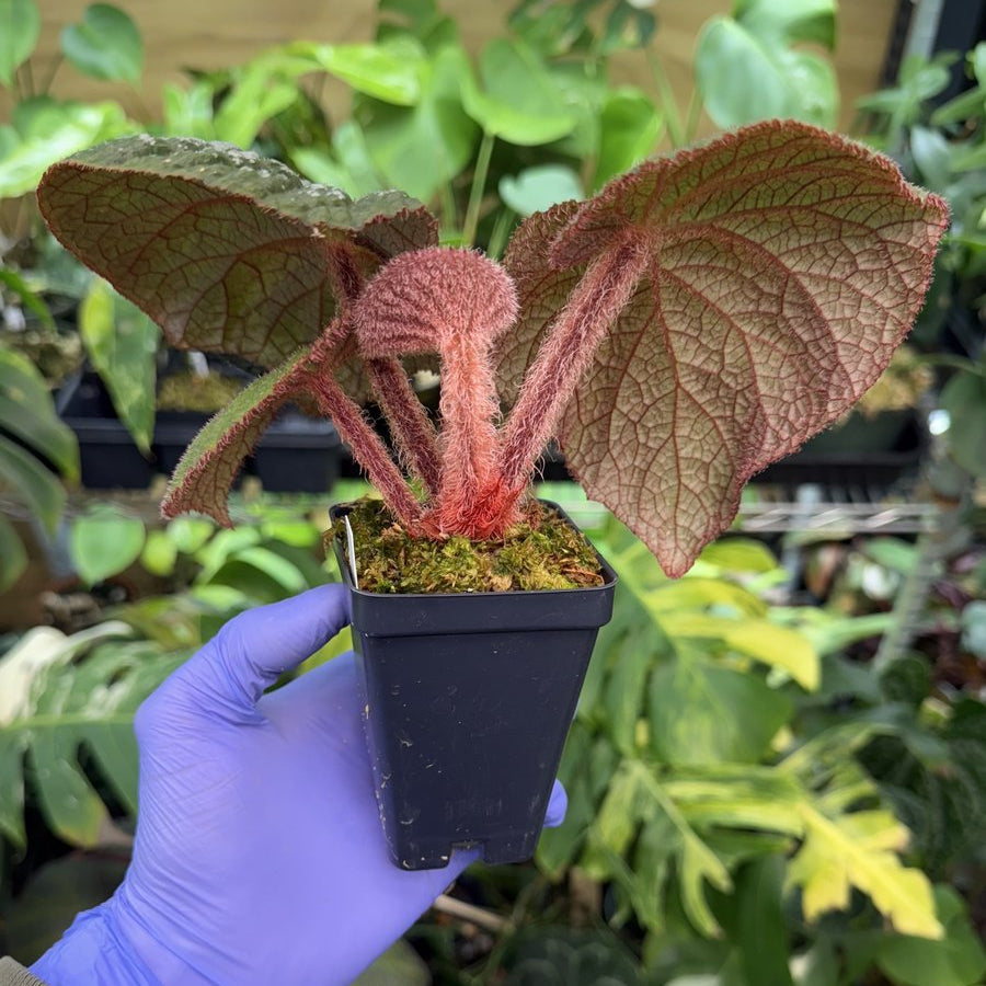 Begonia U521