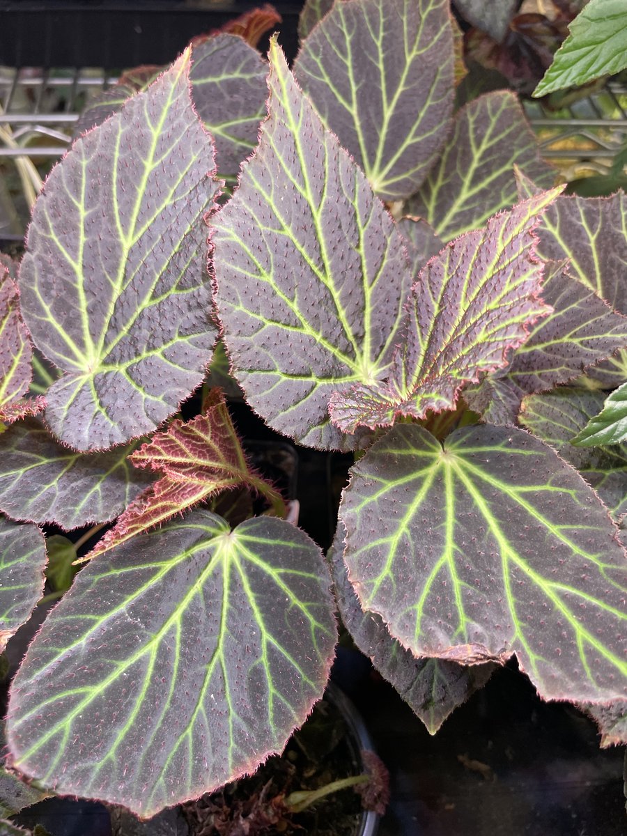 Begonia Chloroneura