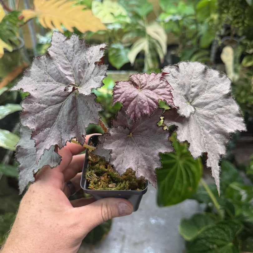 Begonia Sierra Silver Mist