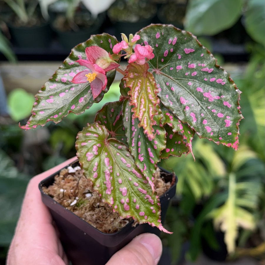 Begonia Negrosensis