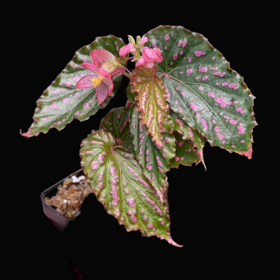 Begonia Negrosensis