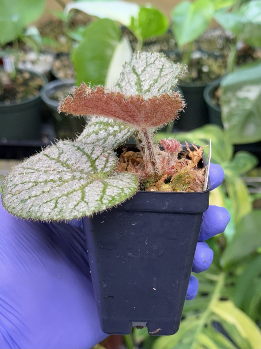 Begonia Confetti Yeti