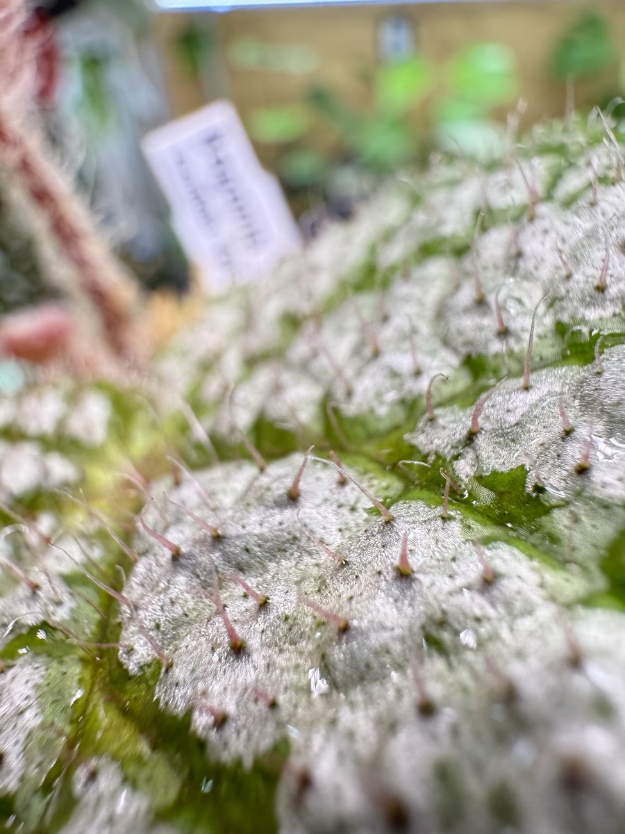 Begonia Confetti Yeti