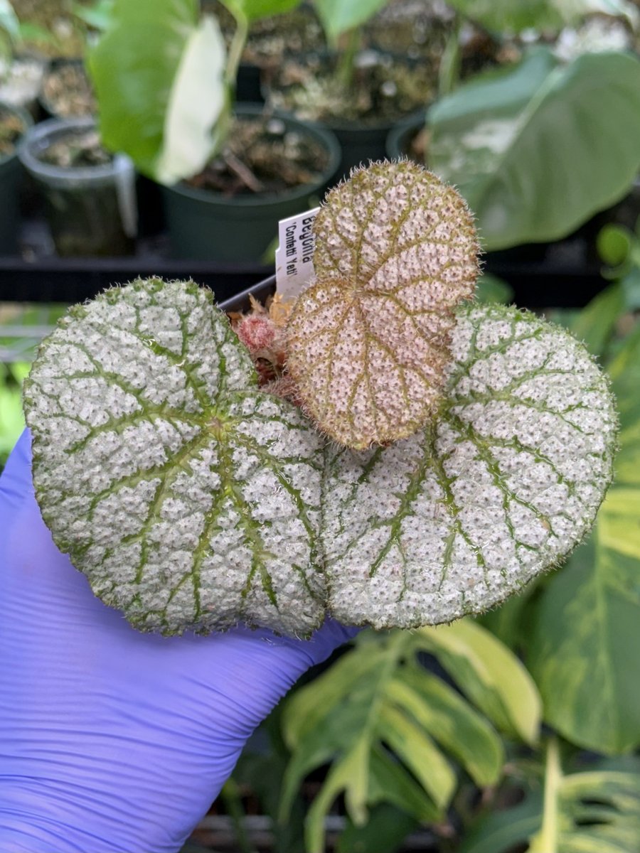 Begonia Confetti Yeti