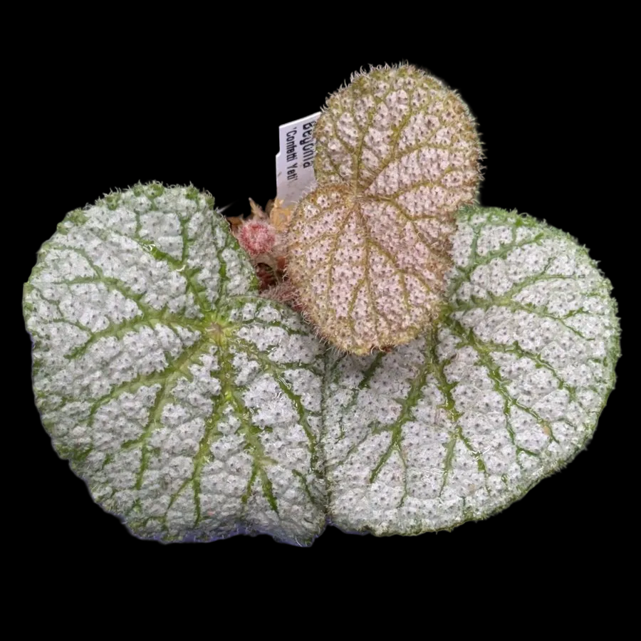 Begonia Confetti Yeti