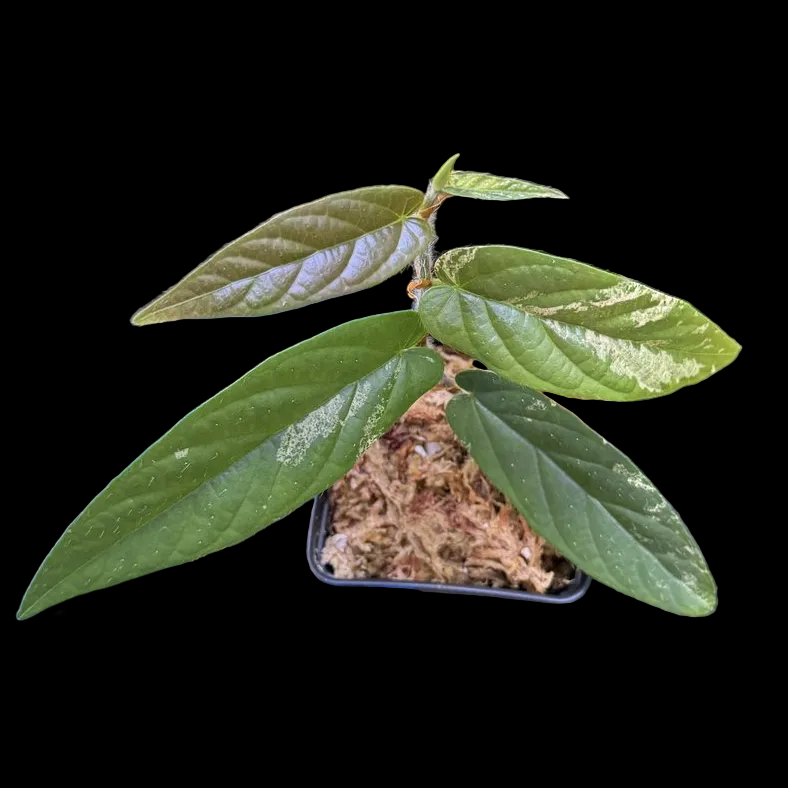 Ficus sagittata ‘Variegata’
