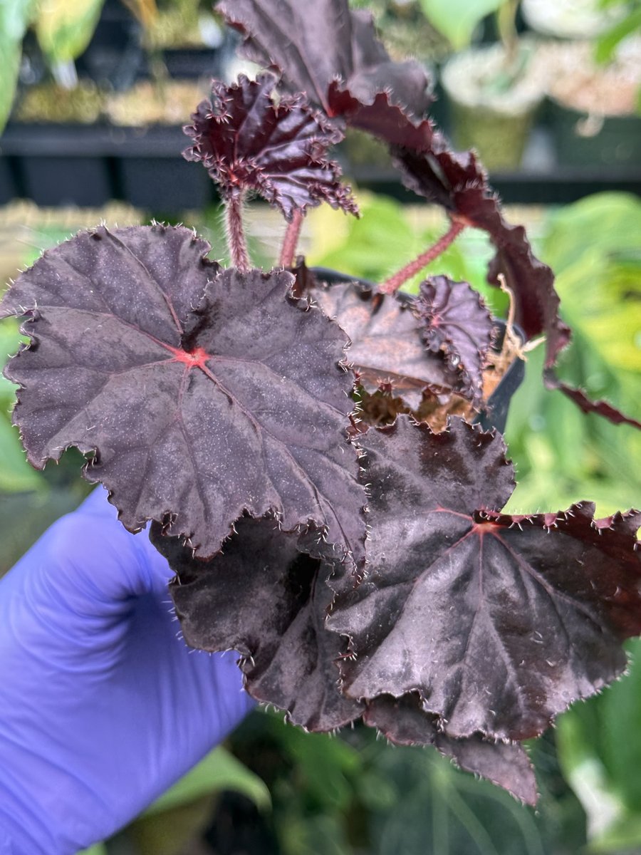 Begonia Blazing Sun