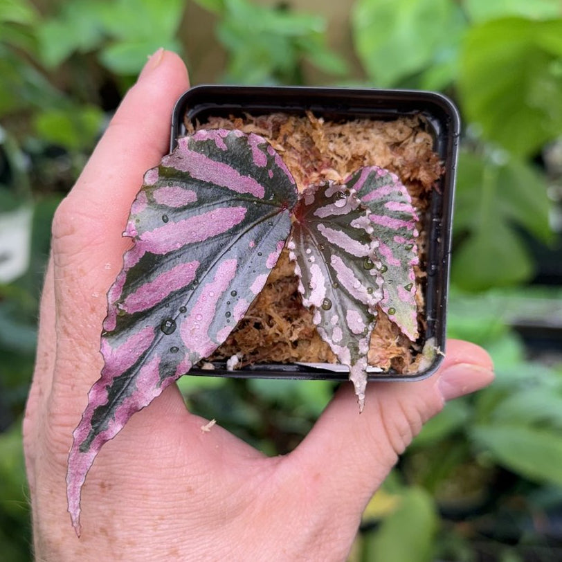 Begonia sp. Julau (Type 1)