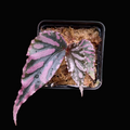 Begonia sp. Julau (Type 1)