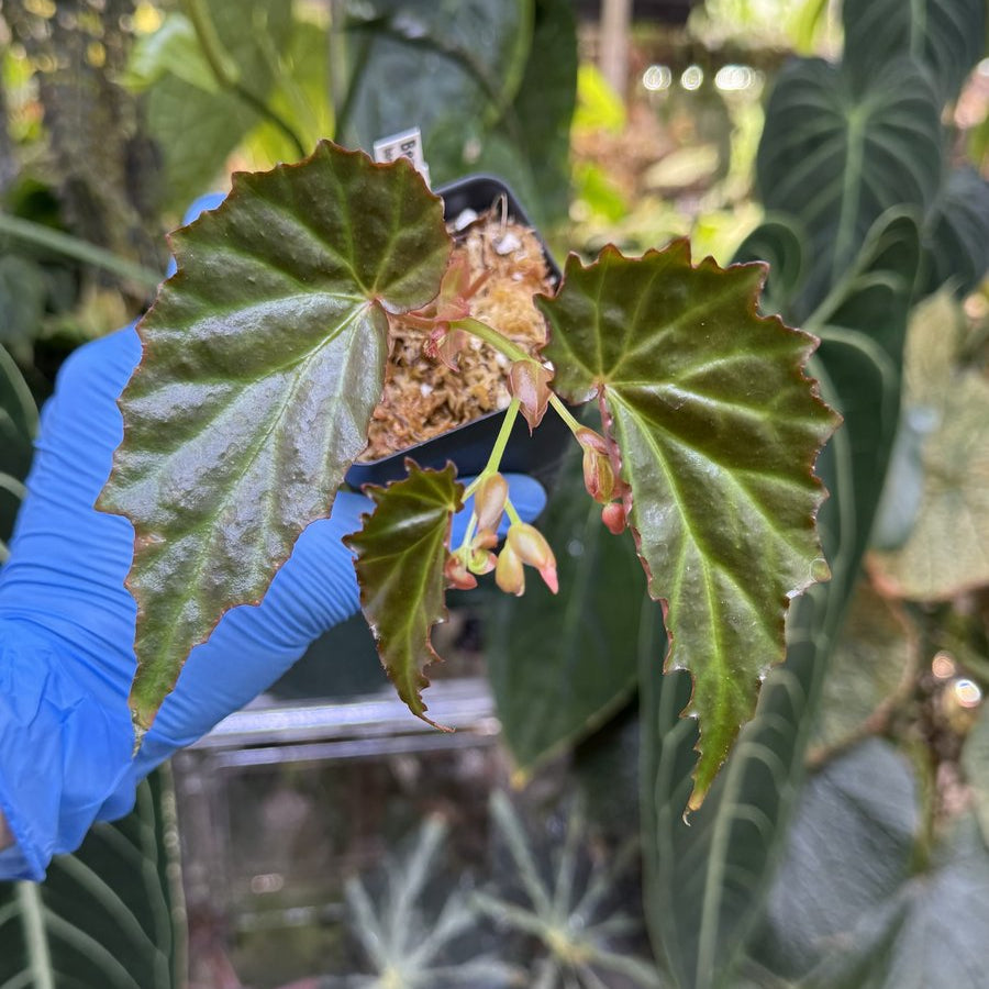 Begonia borneensis
