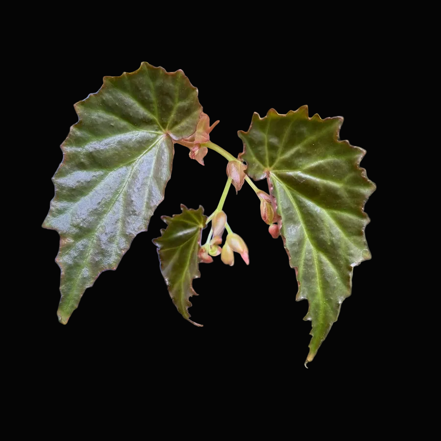Begonia borneensis
