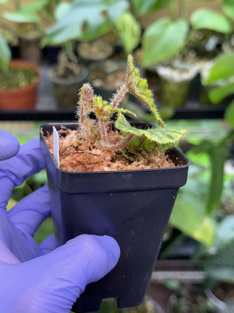 Begonia quadrialata ssp. nimbaensis