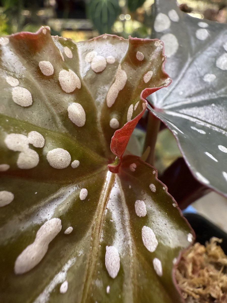 Begonia Black Forest