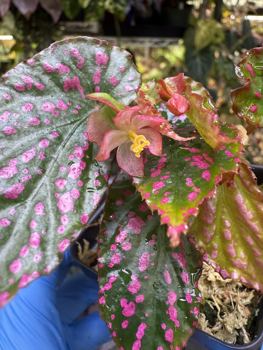 Begonia Negrosensis