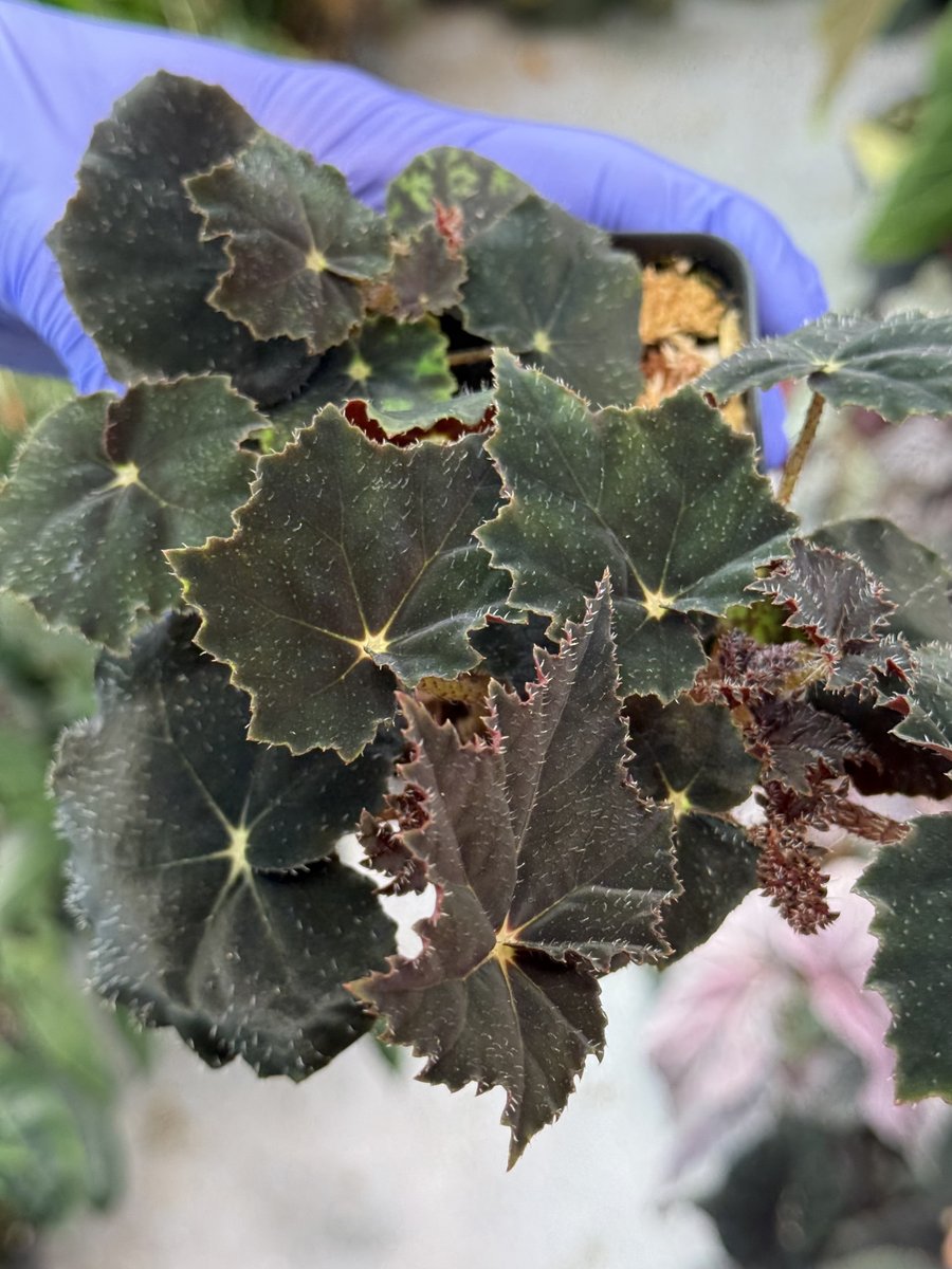 Begonia 'Black Velvet'