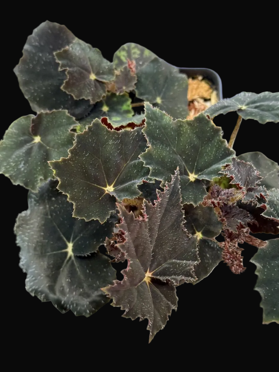 Begonia 'Black Velvet'