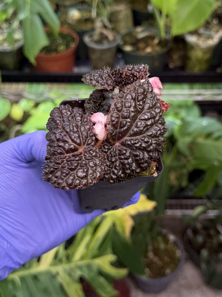 Begonia Ruby Dragon