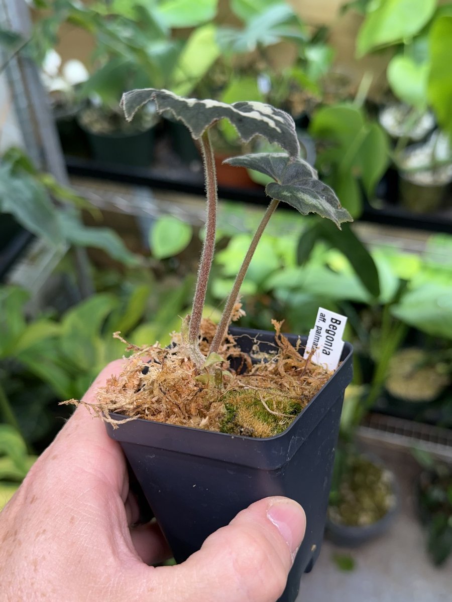 Begonia aff. palmata