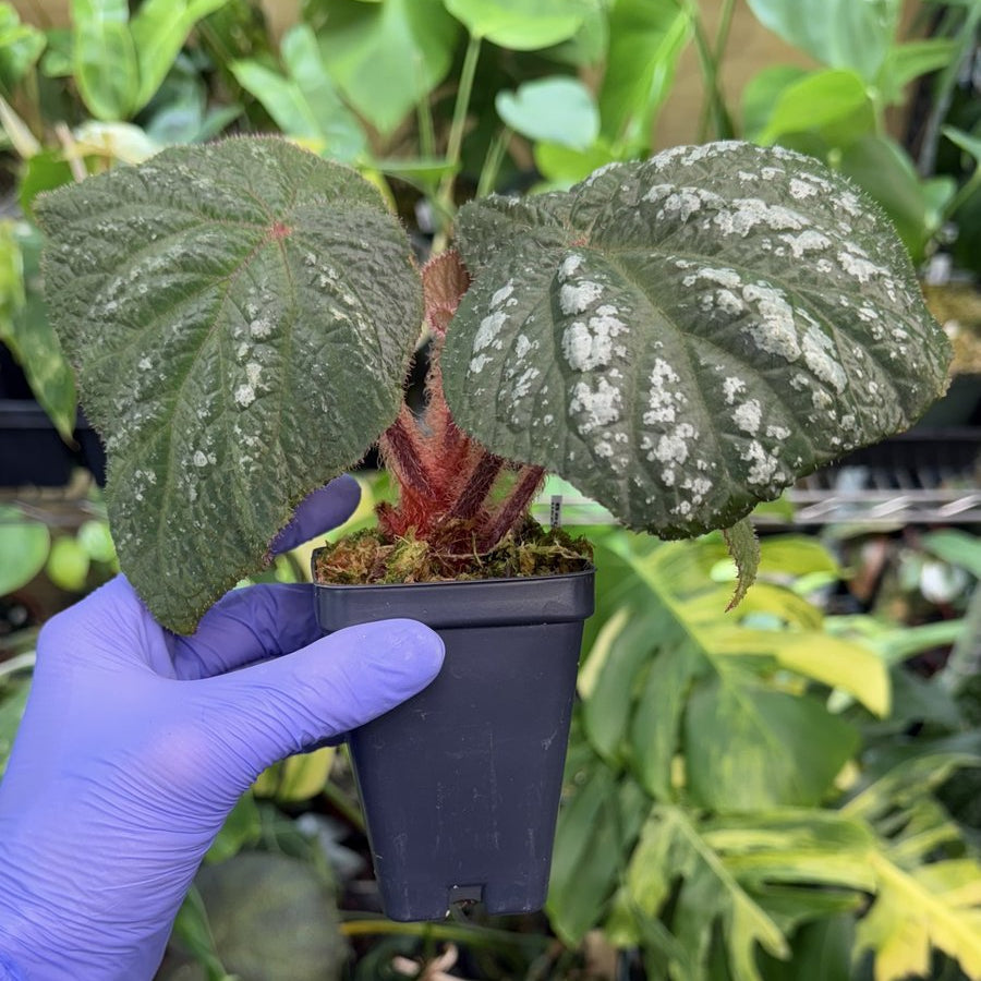 Begonia U521