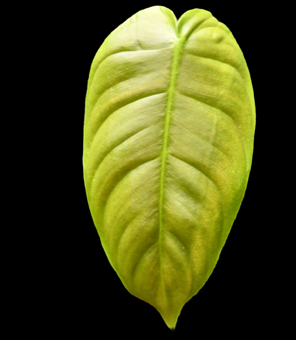 Philodendron Esmeraldense