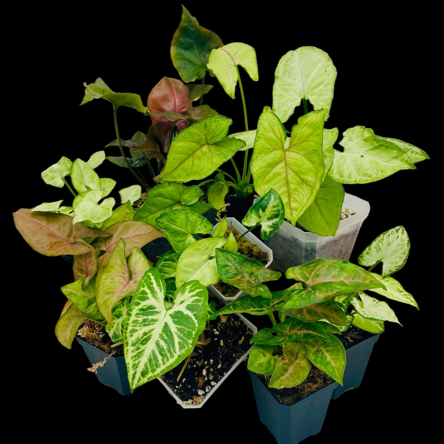 Syngonium Trio Bundle