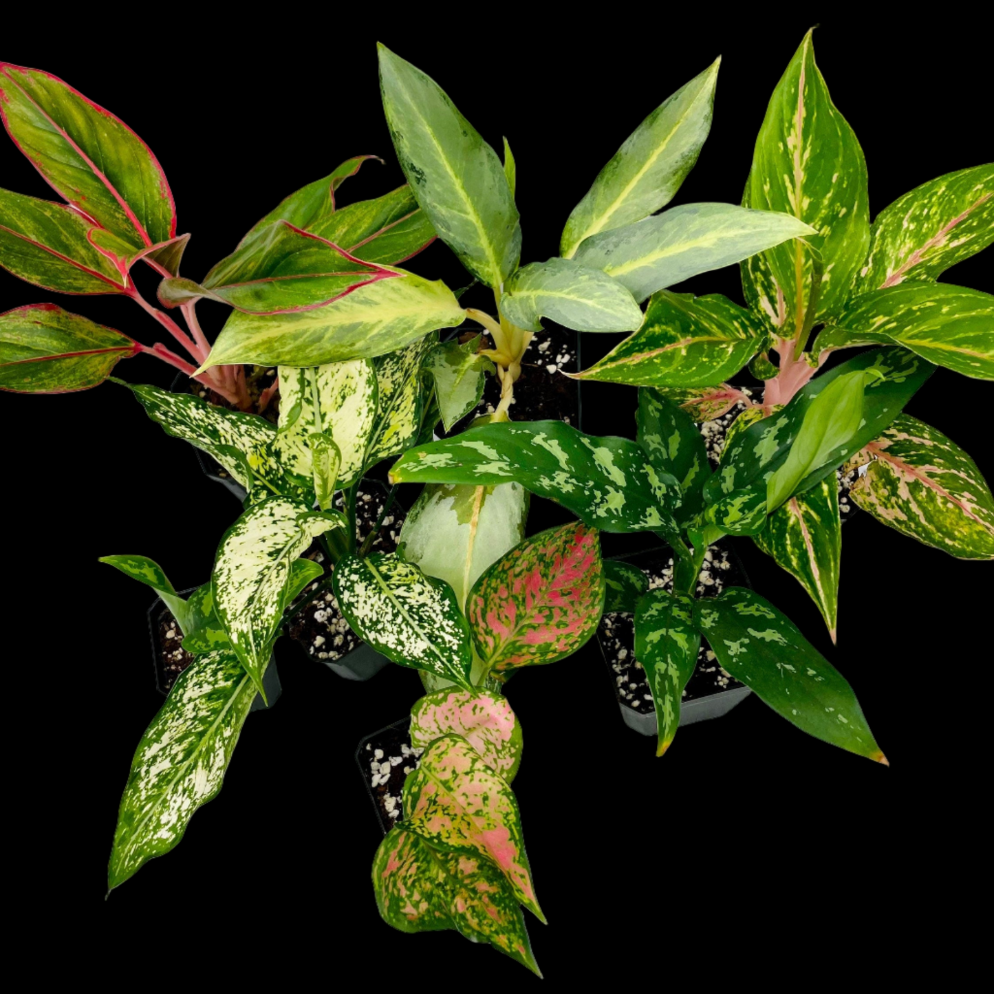 Aglaonema Bundle