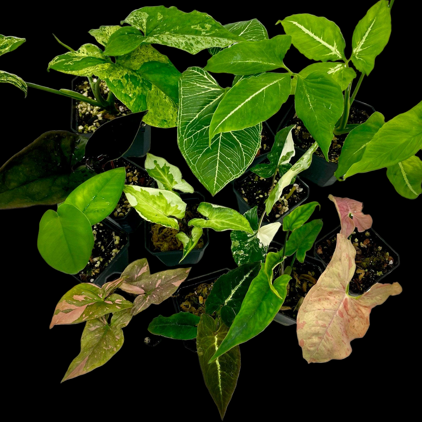 Rare Syngonium Bundle