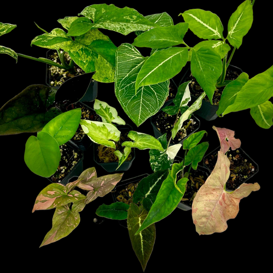 Rare Syngonium Bundle