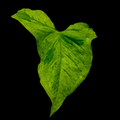 Syngonium Mottled Mojito